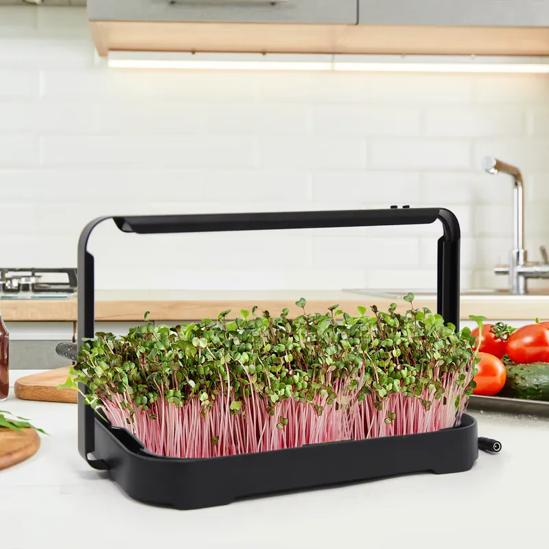 수경재배 트레이 실내 마이크로그린 씨앗 새싹 재배 시스 - Seed Planter 리뷰 및 가격